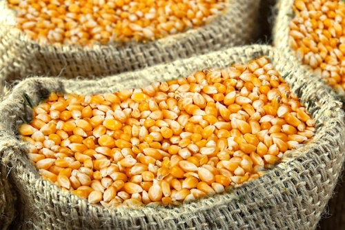 Vente de produits céréaliers : L'ANSAT ouvre de nouveaux guichets